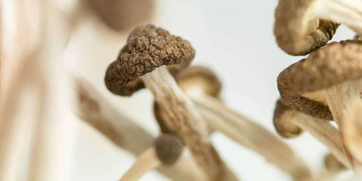 Effects Of Dried Magic Mushrooms